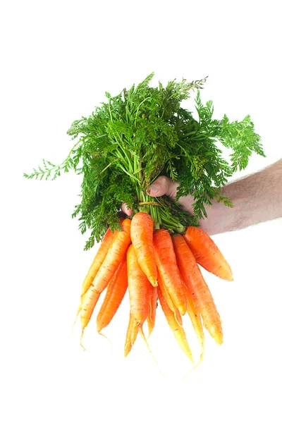 Bunch of carrots with green leaves in a man hand isolated on whi — Stock Photo, Image