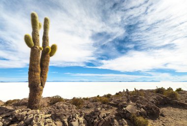 salar de uyuni kaktüs