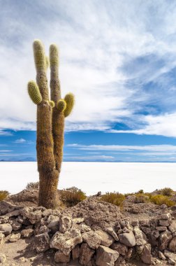 salar de uyuni kaktüs