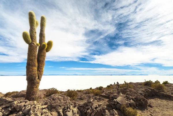 Kaktus i salar de uyuni — Stockfoto