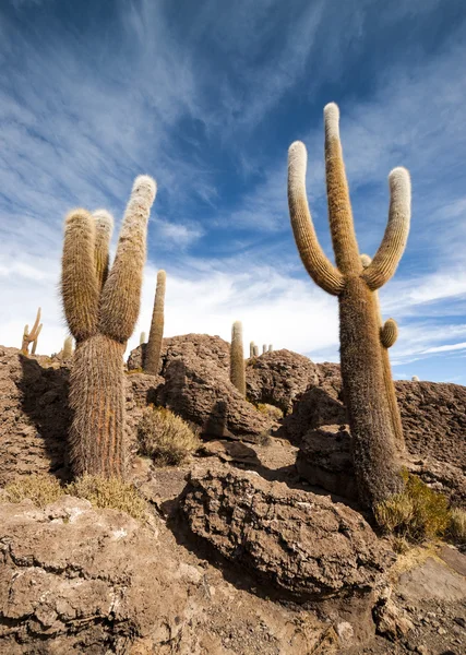 Kaktus w salar de uyuni — Zdjęcie stockowe