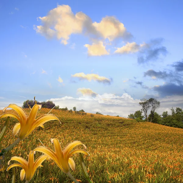 Daylily çiçek — Stok fotoğraf