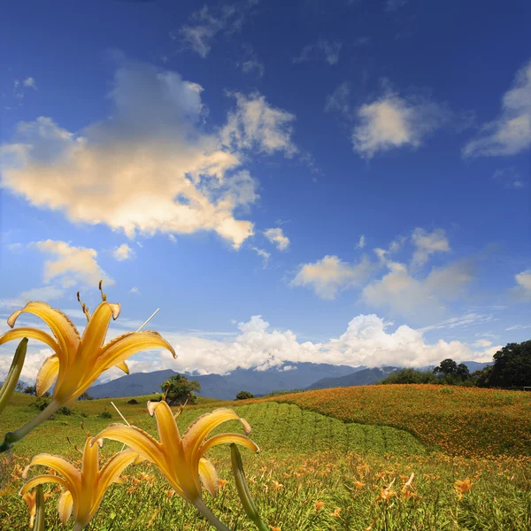 カンゾウの花 — ストック写真