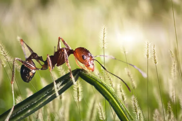 karınca üzerindeki yaprak makro lens.