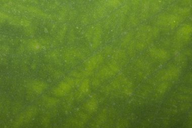 Arkaplan olarak yeşil yaprağın dokusu