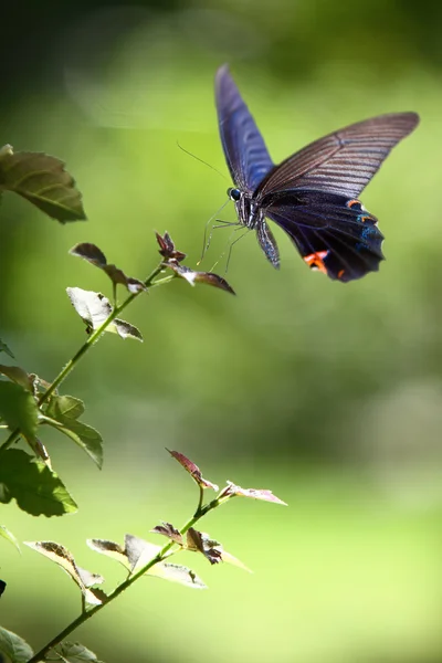Mariposa en buen flowe — Foto de Stock