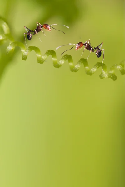 Mravenec formica rufa na trávě — Stock fotografie