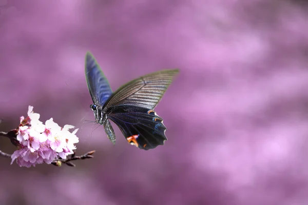 Beau papillon sur la fleur — Photo