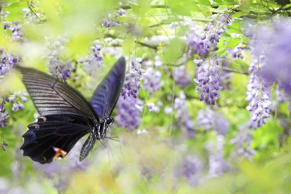 Schöner Schmetterling auf der Blume — Stockfoto