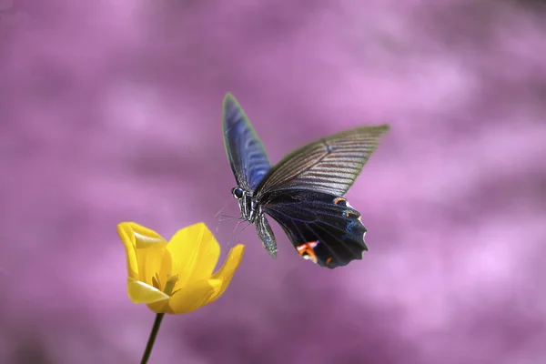 Schöner Schmetterling auf der Blume — Stockfoto