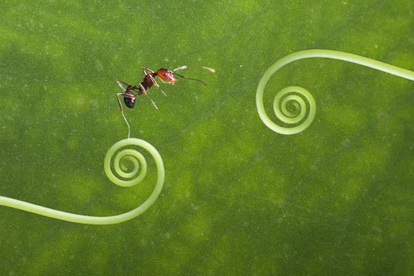 Mravenec na rostlině — Stock fotografie