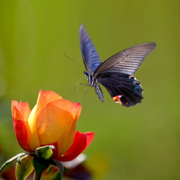 Hermosa mariposa en la flor — Foto de Stock
