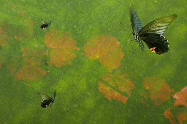 Bela borboleta fundo — Fotografia de Stock