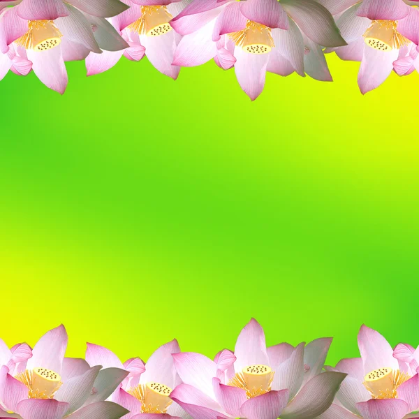 Розовый цветок лилии (лотос) ) — стоковое фото