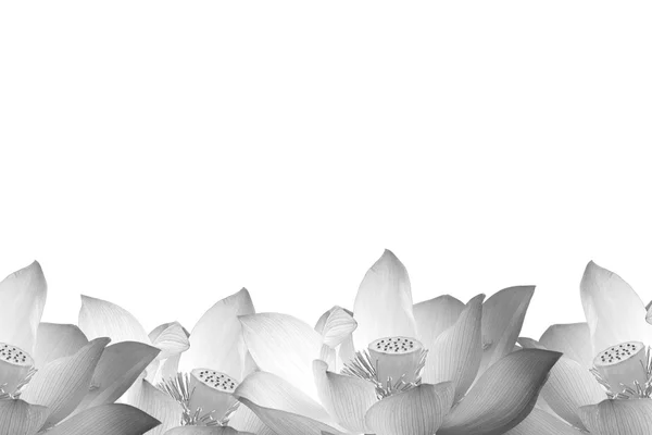 Lotus in black and white — Stock Photo, Image