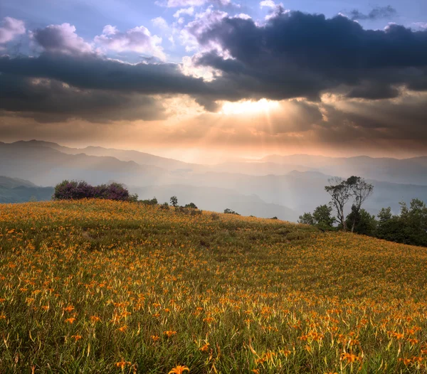 Daylily field in the mountain — Stock Photo, Image