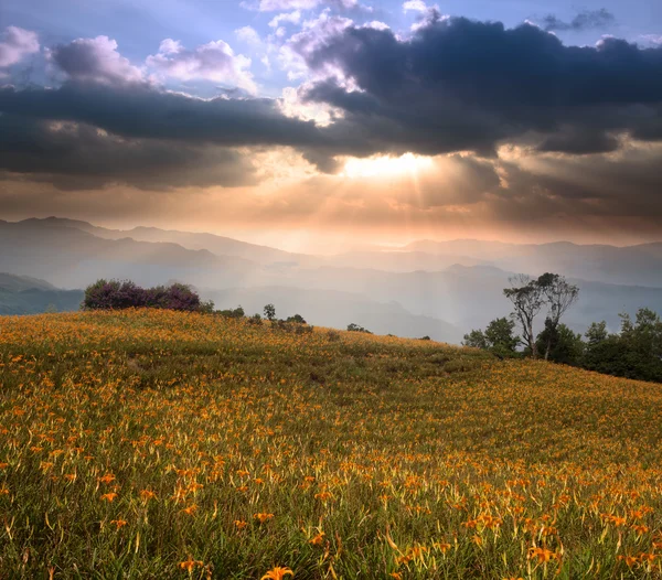 Daylily πεδίο στο βουνό — Φωτογραφία Αρχείου