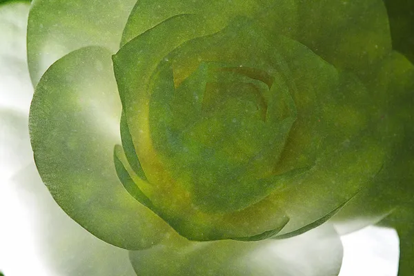 Çiçeklerle soyut renkli arkaplan — Stok fotoğraf