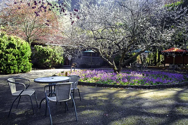 Photo of blossoming tree — Stock Photo, Image