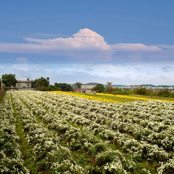 Achtergrond van mooie bloemen — Stockfoto