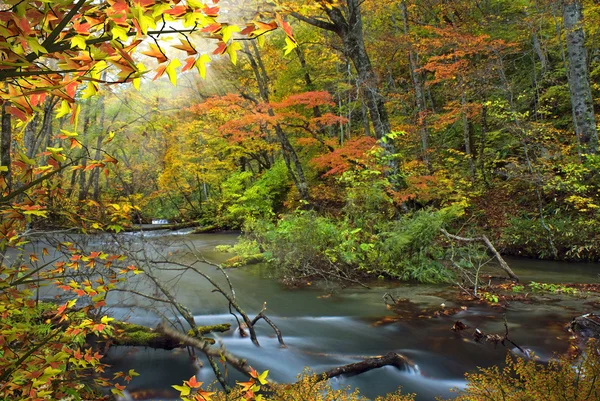 Oirase rivier in aomori, japan — Stockfoto