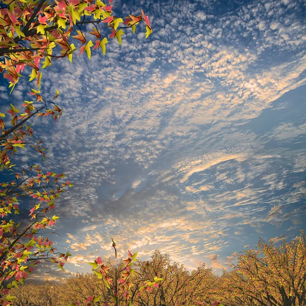 Bordo com céu agradável — Fotografia de Stock