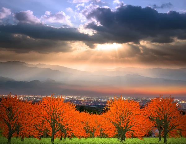 Árvore colorida com céu agradável — Fotografia de Stock