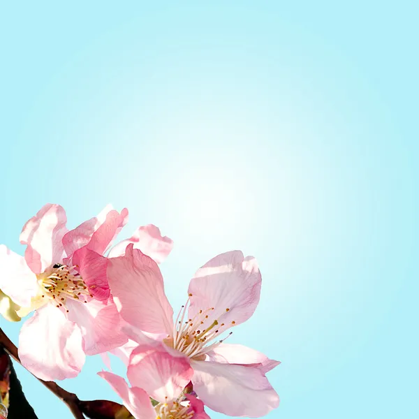 Körsbär blommar under våren — Stockfoto