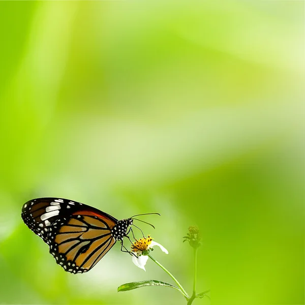 Brillante mariposa cola de golondrina —  Fotos de Stock