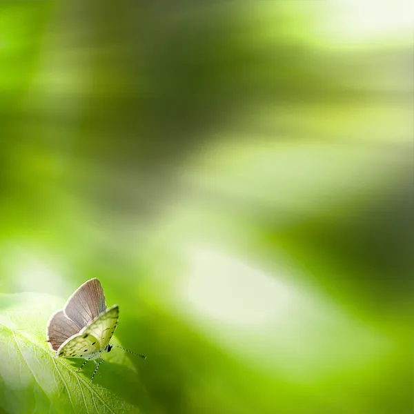 Briljante Papilionidae vlinder — Stockfoto