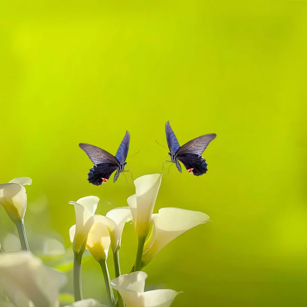 Beyaz calla zambak ve kelebek