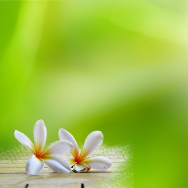 Frangipani üzerinde ışık yeşil adam