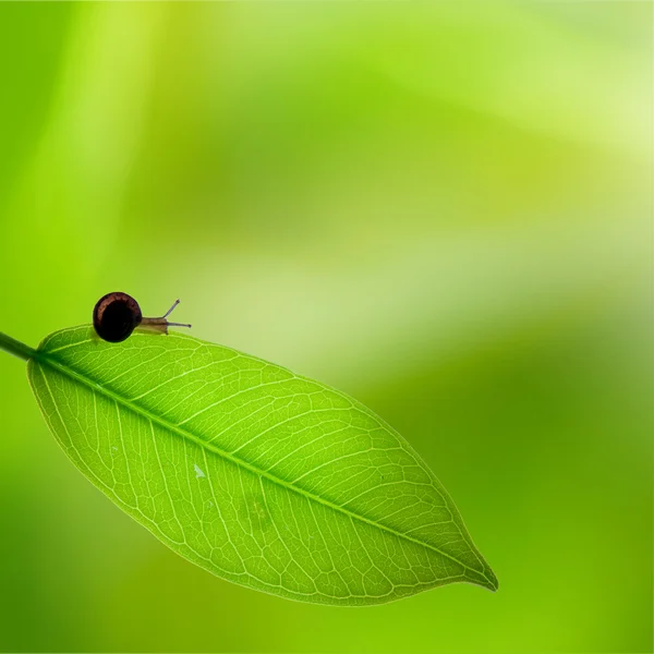 Escargot sur feuille verte Photo De Stock