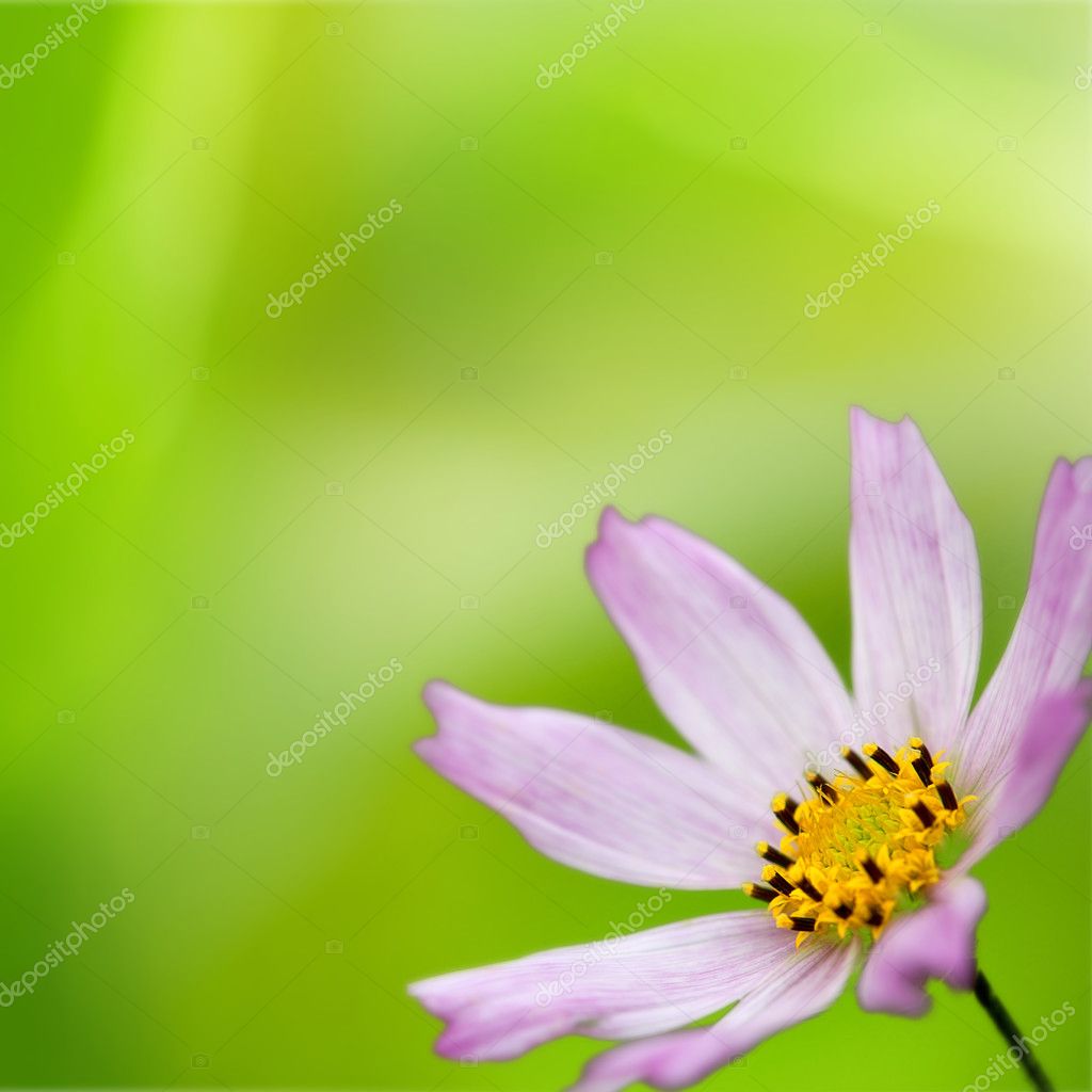 Flowers over abstract green backgrounds