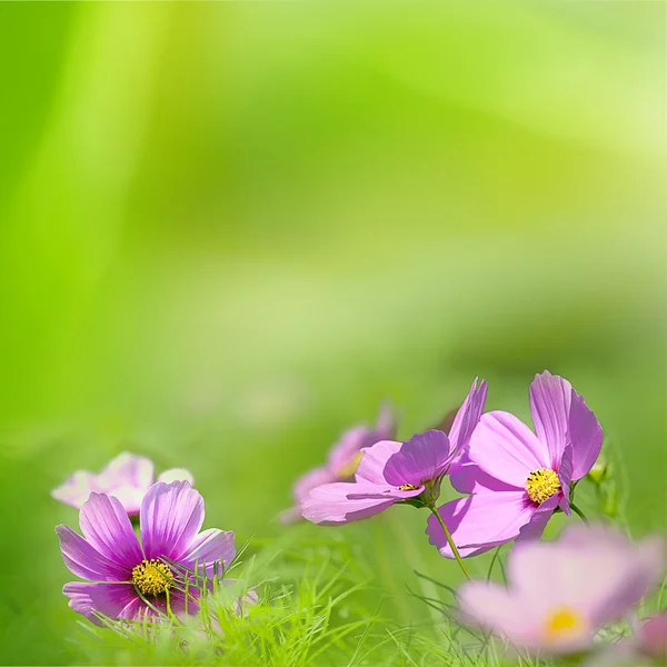 Λουλούδια πάνω από αφηρημένη πράσινο — Φωτογραφία Αρχείου