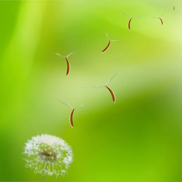 Löwenzahn — Stockfoto