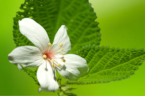 Beautiful tung flowers — Stock Photo, Image