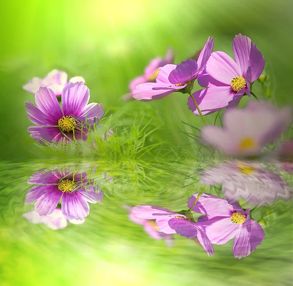 Flor com luz agradável cor verde — Fotografia de Stock