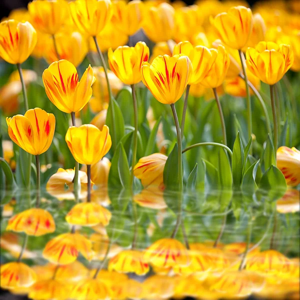 Kleurrijke tulpen — Stockfoto