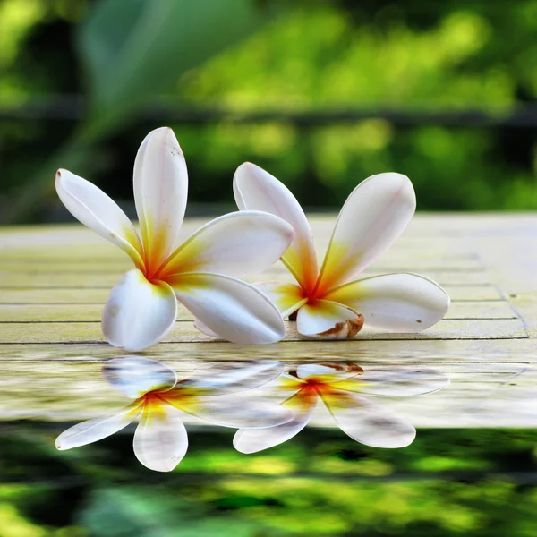 Франжипани тропические цветы — стоковое фото