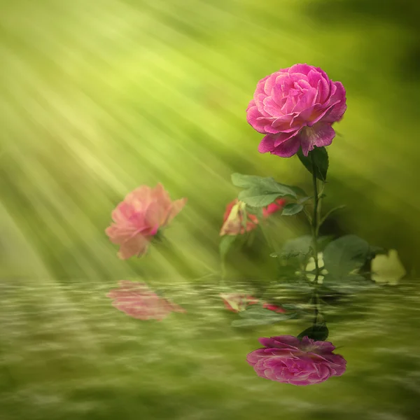 Роза з приємним світлом для радників або інших цілей використання — стокове фото