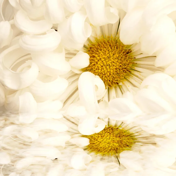 Blomma återspeglas i reflekterade vatten — Stockfoto