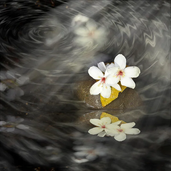 Belas flores de tung — Fotografia de Stock