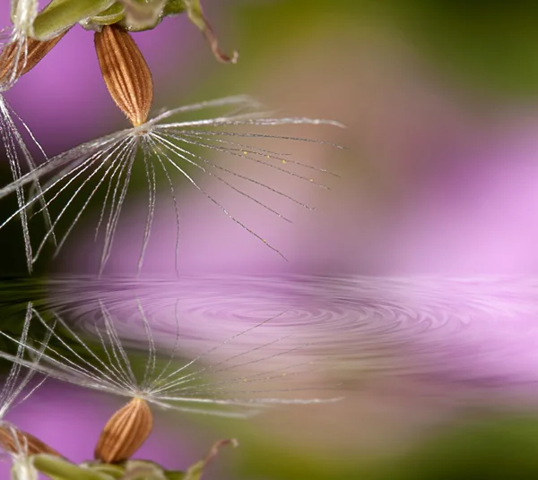 Close-up van paardebloem zaad — Stockfoto