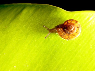 yeşil yaprak üzerinde Bahçe salyangoz