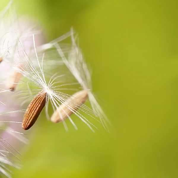 Fiore di tarassaco — Foto Stock