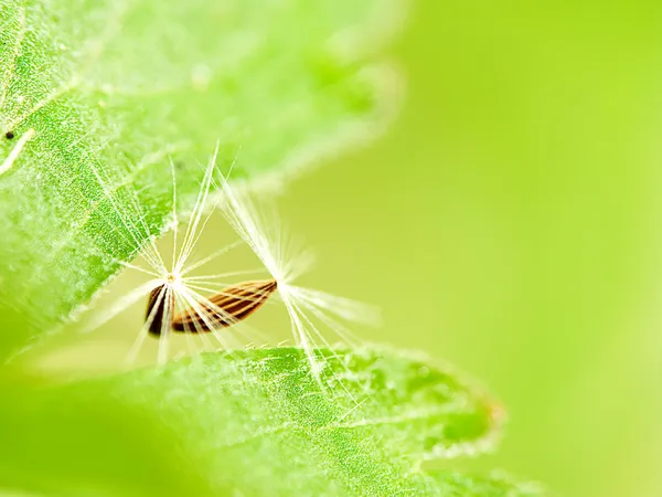 Fiore di tarassaco — Foto Stock