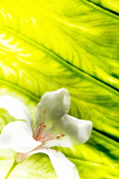 Schöne Tung-Blumen — Stockfoto