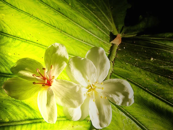 Bellissimi fiori tung — Foto Stock