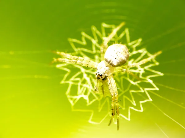 Spinne in der Morgenwiese — Stockfoto
